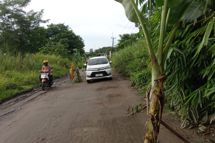 Kondisi jalan rusak di Jampang, Gunung Sindur, Kabupaten Bogor ditanami pohon pisang.