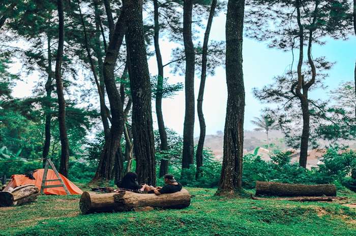 Hutan pinus dan camp area New Ciputri Bogor.