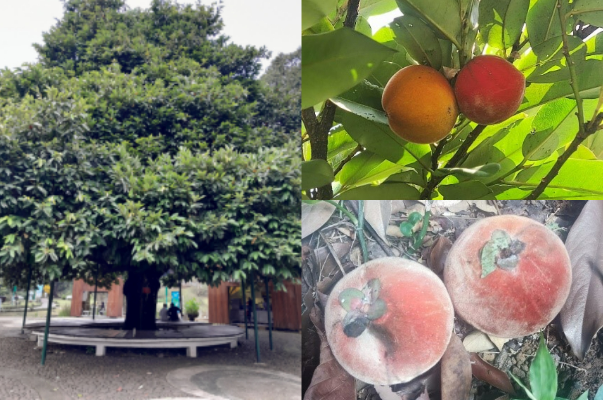Bentuk tajuk D. blancoi dan buah bisbul di pohon.