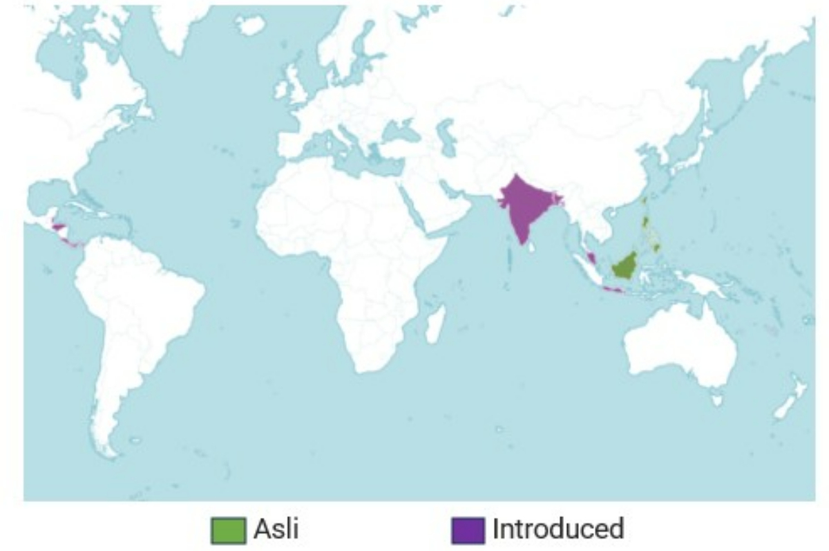 Sebaran D. blancoi Asal.
