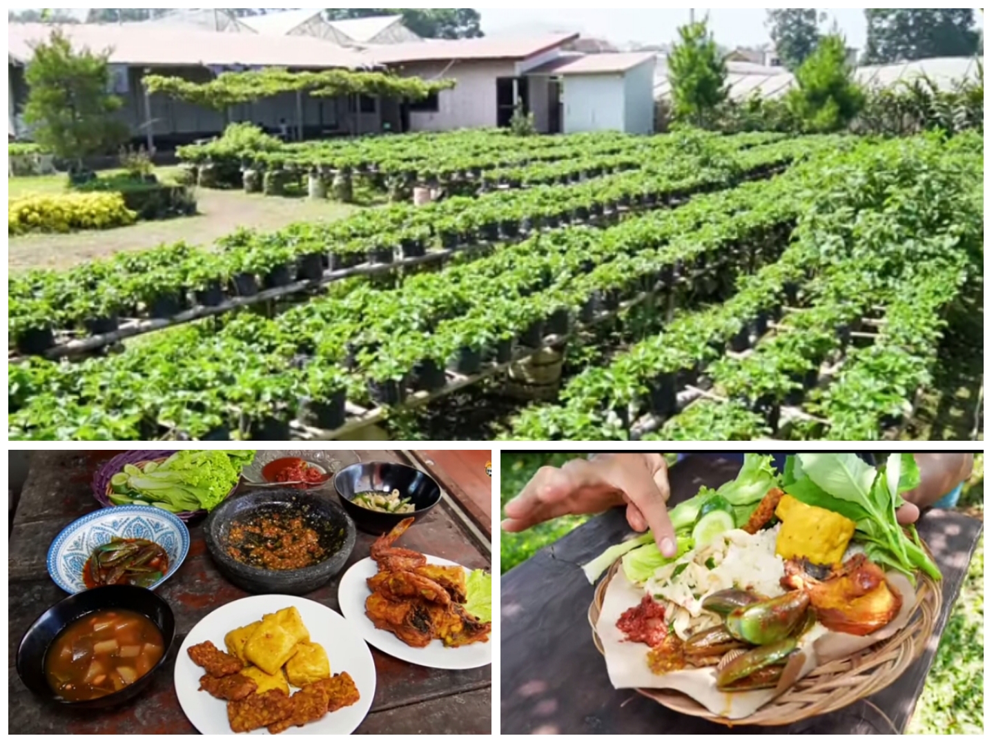 Wisata petik buah di Wanda Strawberry Bandung.