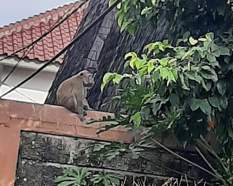 Seekor monyet yang berkeliaran di Baranangsiang, Kota Bogor.