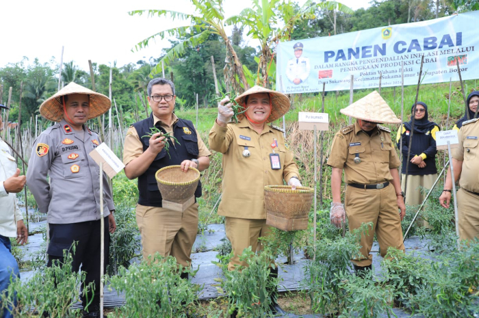 Pj Bupati Bogor saat panen cabai rawit merah di Desa Mekarwangi, Sukamakmur, Selasa (10/12/2024).
