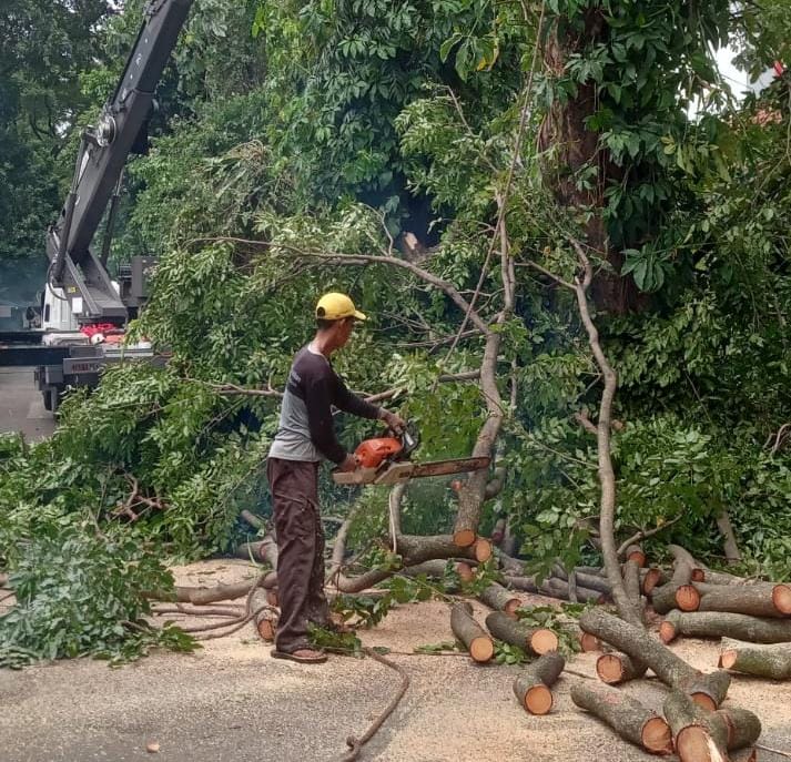 Proses penebangan dan pemangkasan pohon oleh Dinas Perumahan dan Permukiman (Disperumkim) Kota Bogor.