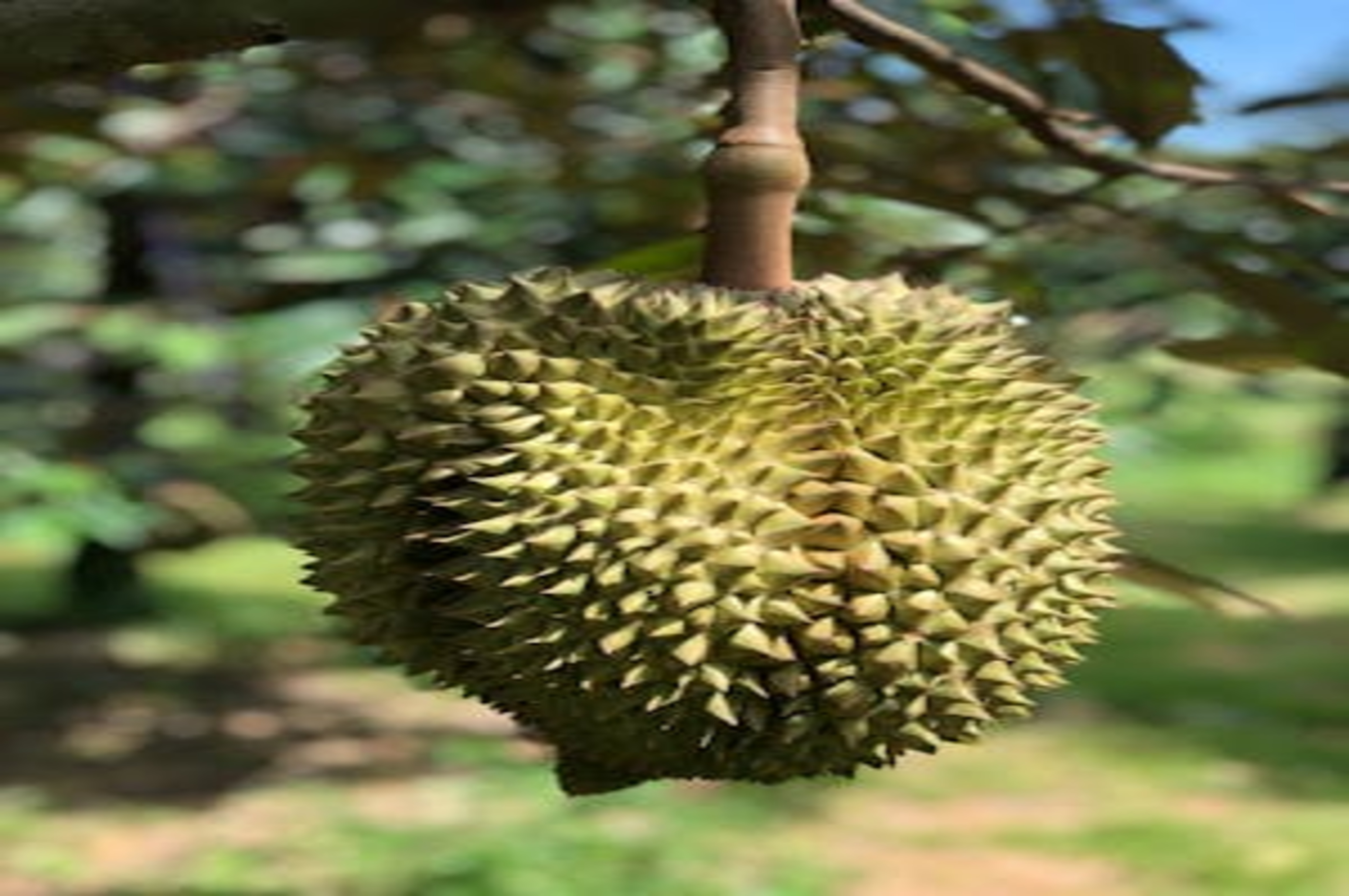 Ilustrasi Durian Lokal Jonggol.