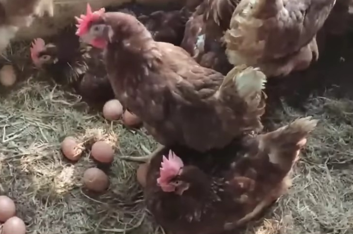 Ayam dan telur
