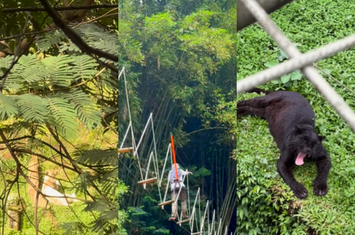 Keseruan Safari Trek di Taman Safari Bogor.