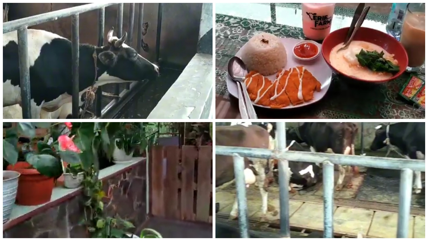 Erif Dairy Farm destinasi wisata di Cisarua Bogor.
