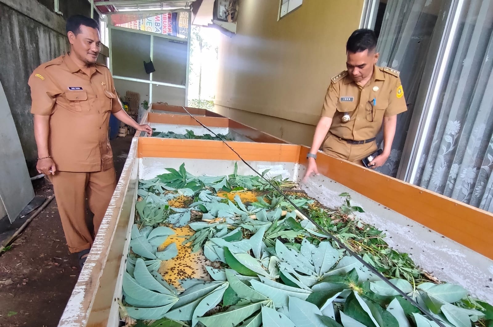 Lokasi peternakan jangkrik di kantor Kecamatan Tajurhalang Kabupaten Bogor.