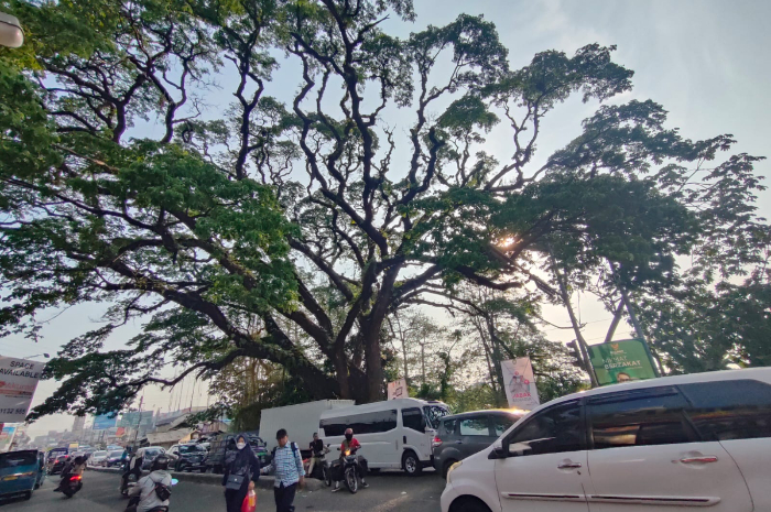 Salah satu lokasi berkumpulnya matel di bawah pohon jublek Parung Bogor.