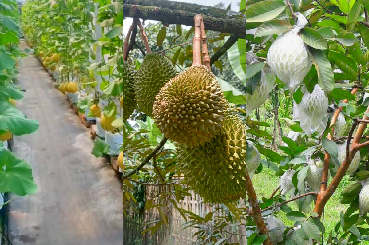 Destinasi wisata petik buah di Bogor.