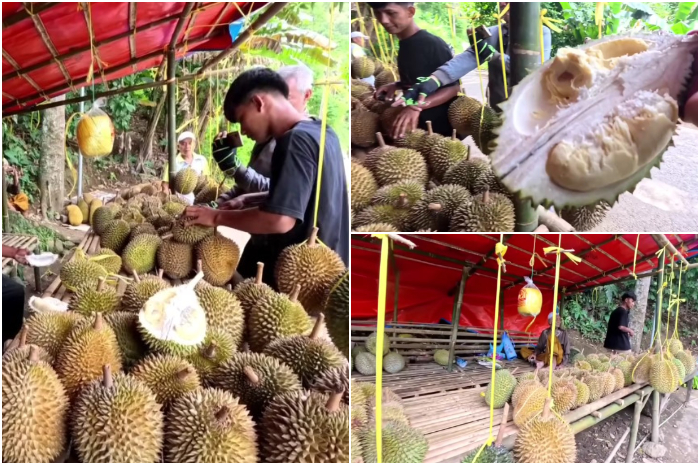 Durian Palias di Rumpin Bogor jadi salah satu rekomendasi untuk dinikmati bersama.