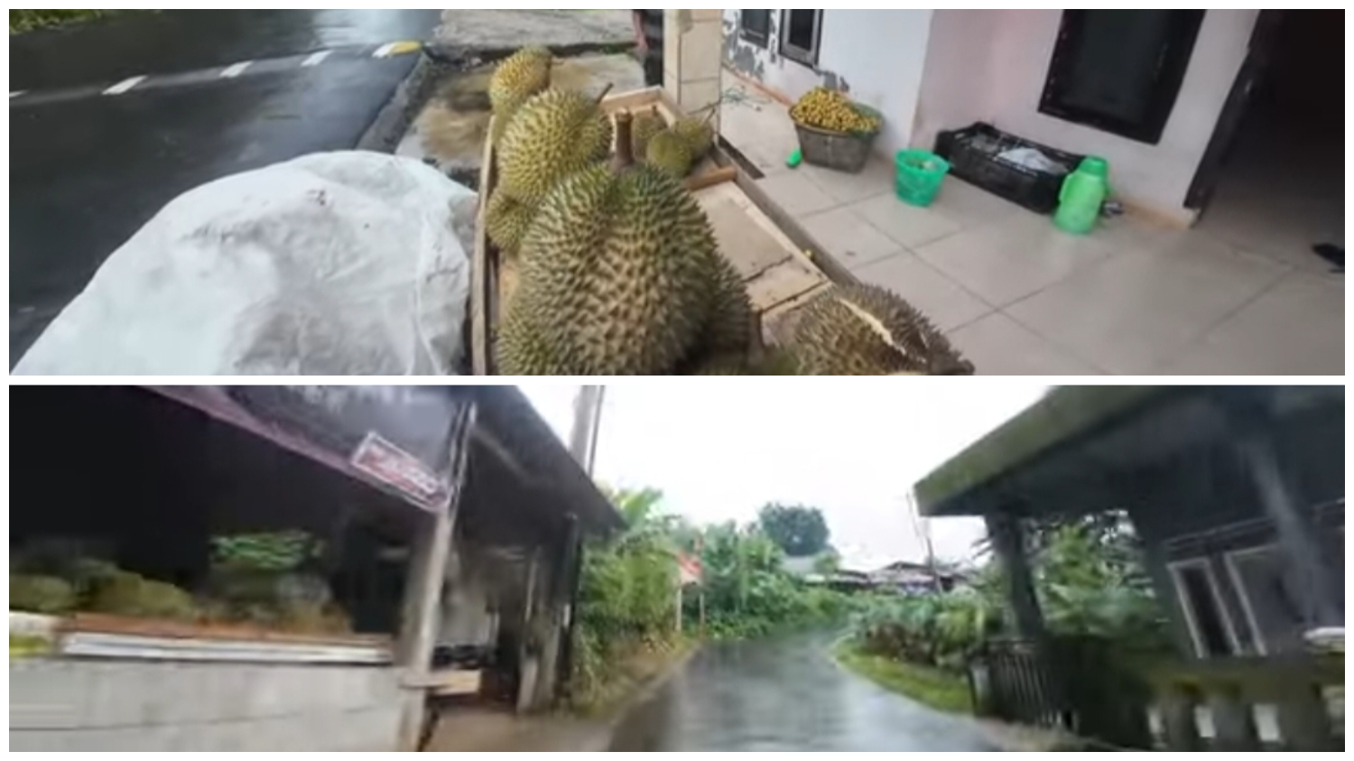 Ilustrasi kawasan Cibanon Bogor penghasil buah durian lokal.