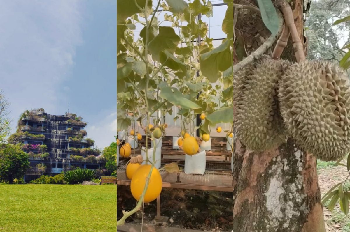 Wisata Taman Buah Mekarsari Bogor.