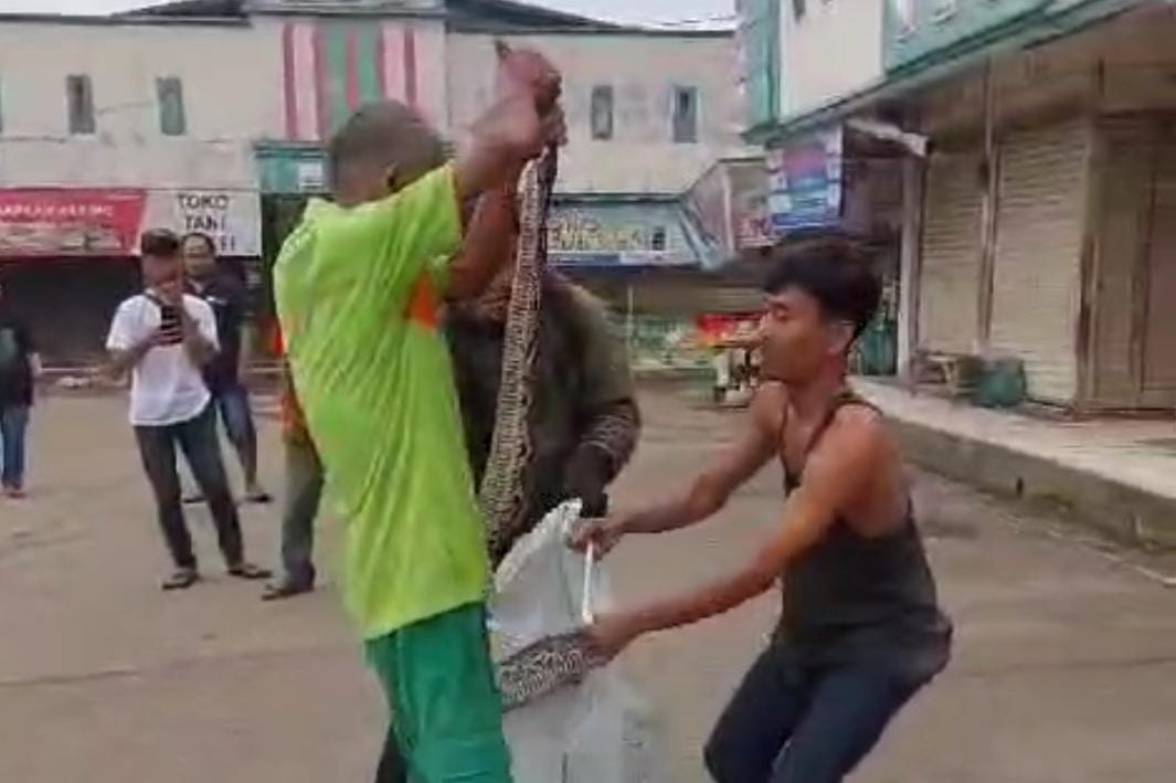 Warga saat mengevakuasi ular sanci di Pasar Cicangkal Rumpin Bogor