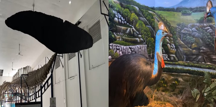 Koleksi binatang langka di Museum Zoologi Bogor