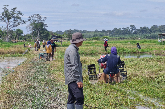 Kementerian Pertanian dorong adanya peningkatan produksi padi di Muaro Jambi.