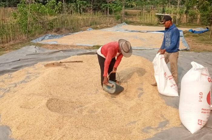 Petani di Klapanunggal Bogor berharap Bulog mengatasi persoalan harga gabah.