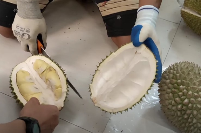 Durian Cengal di Kecamatan Leuwiliang, Kabupaten Bogor menjadi favorit wisatawan.