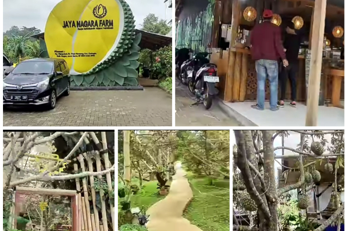 View Jaya Nagara Farm Bogor, cafe dengan Kebun durian Bawor dan durian premium.