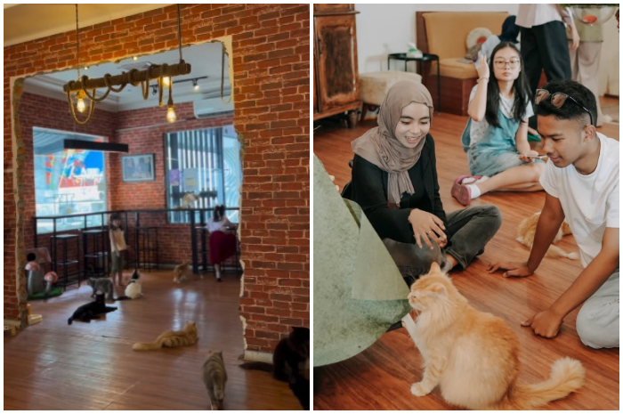 Suasana Circuloo Coffee and Cat di Tanah Sareal Kota Bogor