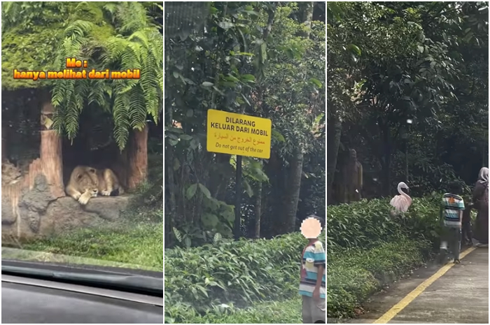 Detik-detik wisatawan turun dari mobil di Taman Safari Bogor viral di media sosial.