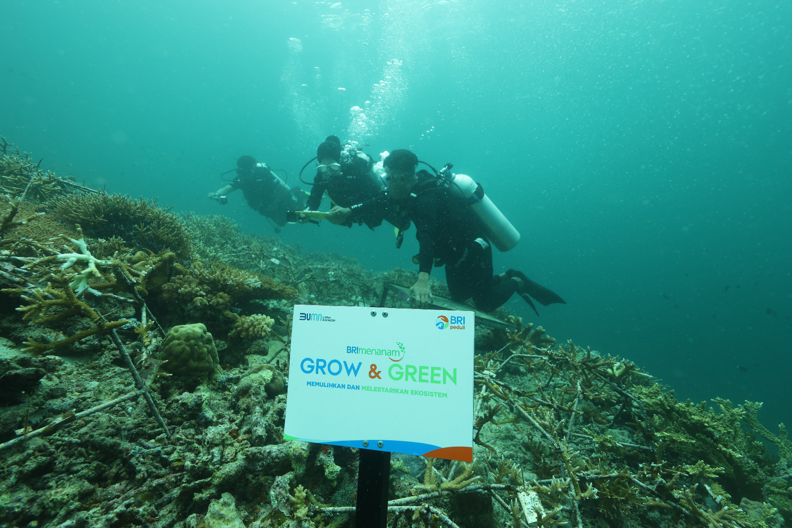 Kegiatan BRI Grow and Green di Pulau Maratua Kaltim.