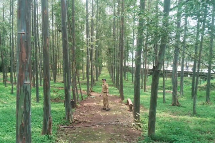 Suasana Hutan Kota Pakansari di areal Stadion Pakansari Bogor.
