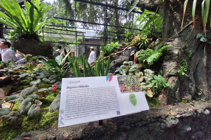 Suasana Taman Begonia di Kebun Raya Bogor.