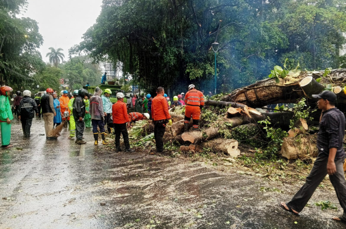Petugas mengevakuasi pohon raksasa tumbang di Jalan Ir H Juanda, Kota Bogor.