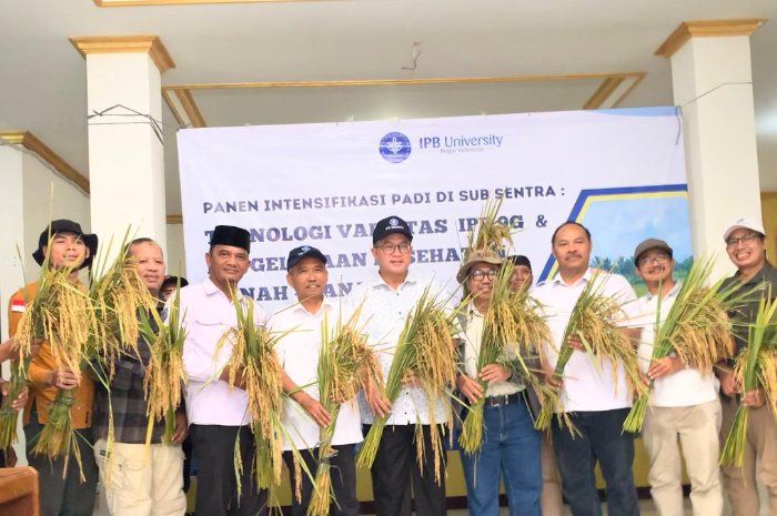 Kegiatan panen padi oleh IPB University di Desa Cibitung Wetan, Kecamatan Pamijahan, Kabupaten Bogor&nbsp;Minggu (13/4/2025)
