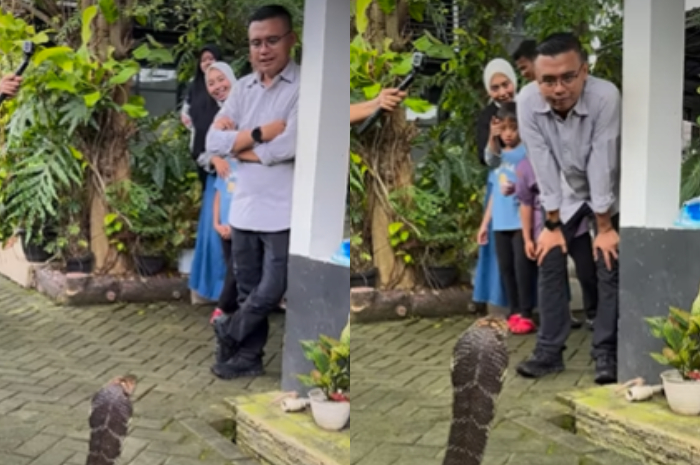 Ular kobra masuk ke rumah Gubernur Jawa Barat Dedi Mulyadi.