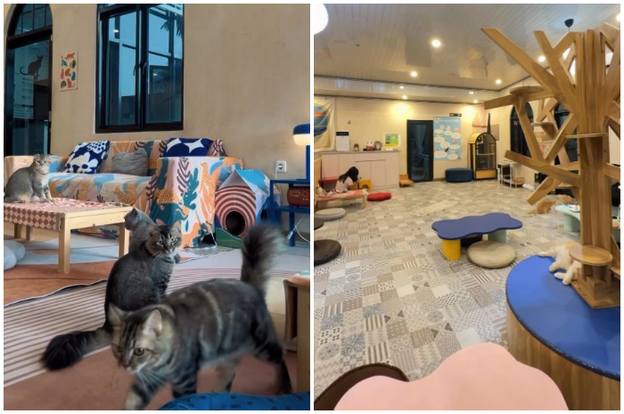 Suasana Gemuyu Cat Caf&eacute; di Cibinong, Bogor.