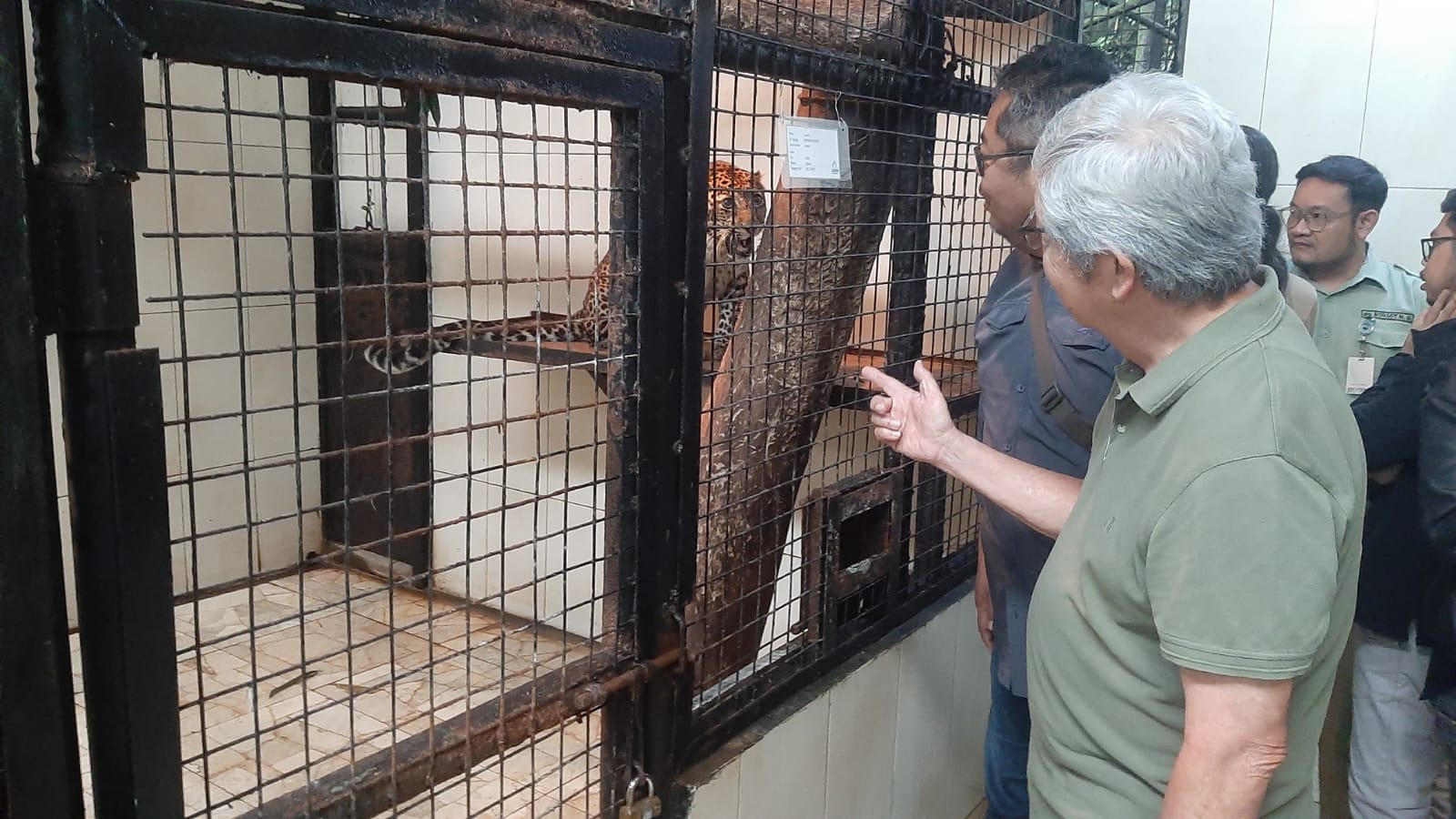Kondisi macan tutul Jawa yang berhasil diselamatkan Taman Safari Indonesia (TSI) Bogor.