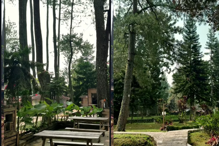 Lentera Pinus jadi Cafe tersembunyi di Pangrango, Sukabumi, Jawa Barat