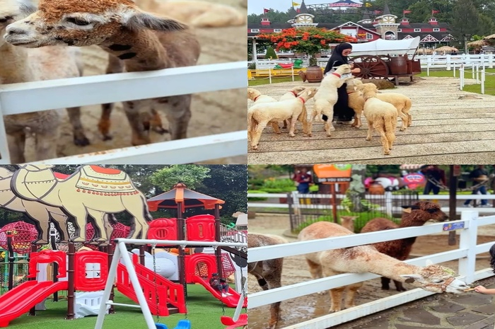Cimory Dairyland Theme Park di Puncak Bogor jadi destinasi wisata edukatif