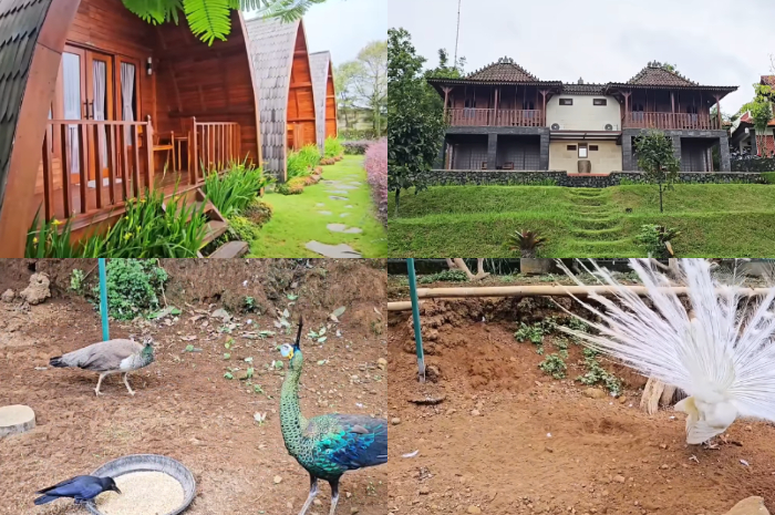Glamping di Alam Ngariung Resort di Bogor