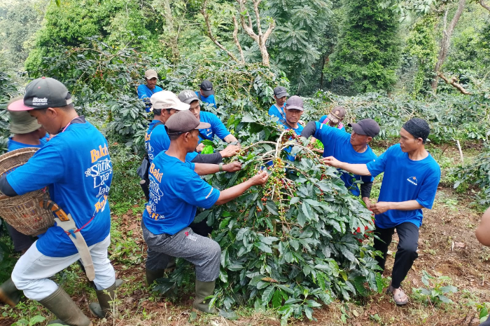 Permintaan Kopi Cikoneng khas Puncak, Desa Tugu Utara, Cisarua Kabupaten Bogor terus meningkat dalam beberapa tahun terakhir