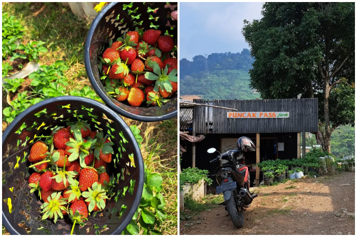 Puncak Pass Farm di kawasan Bogor