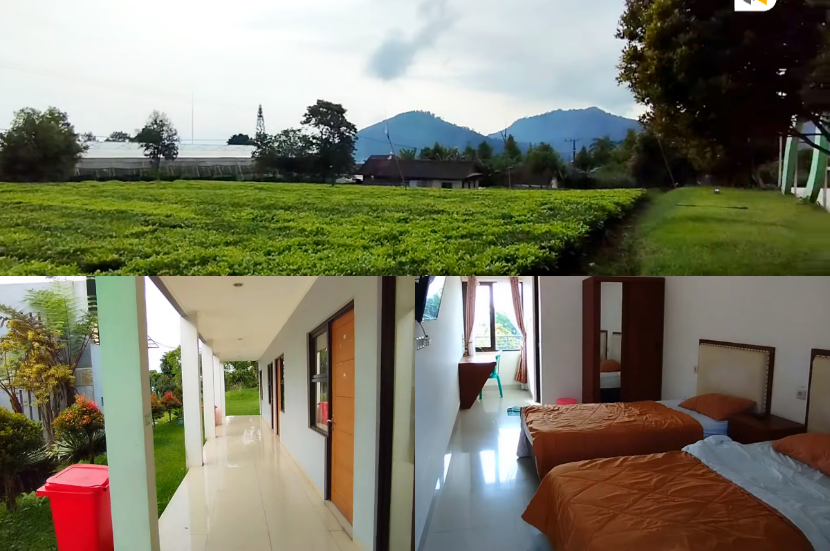 Pemandangan kebun teh dari penginapan Sarongge Valley yang asri dan sejuk.