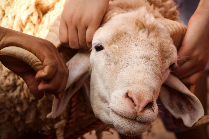 Ilustrasi Kambing Kurban Idul Adha Atas Nama Orang yang Telah Wafat