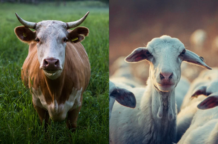 Ilustrasi Sapi dan Kambing Kurban Idul Adha