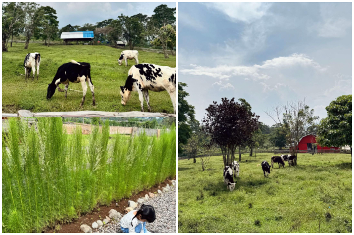 Erif Farm destinasi favorit keluarga dan anak-anak di kawasan Puncak Bogor