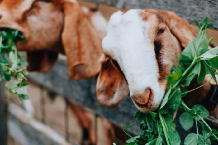Kambing Hewan Kurban dan Aqiqah