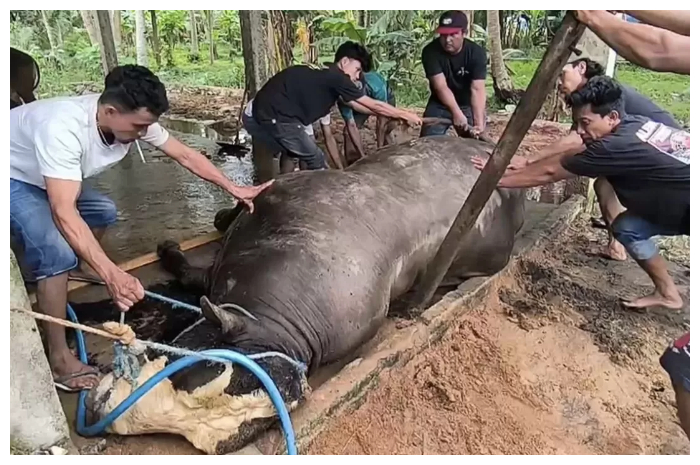 Sapi yang dibeli Presiden Prabowo untuk warga Polewali Mandar, Sulawesi Barat, yang rencananya akan dipotong saat Idul Adha nanti,tiba-tiba mati.