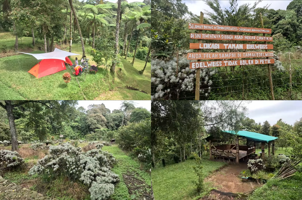 Camping Ground Bobojong menawarkan suasana camping alami dengan taman edelweiss yang indah.