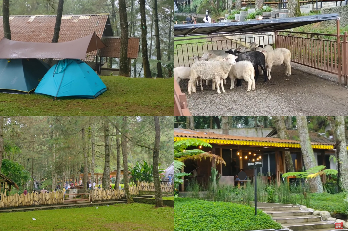 Camping sejuk di bawah pinus, Santa Monica Resort cocok untuk liburan keluarga.