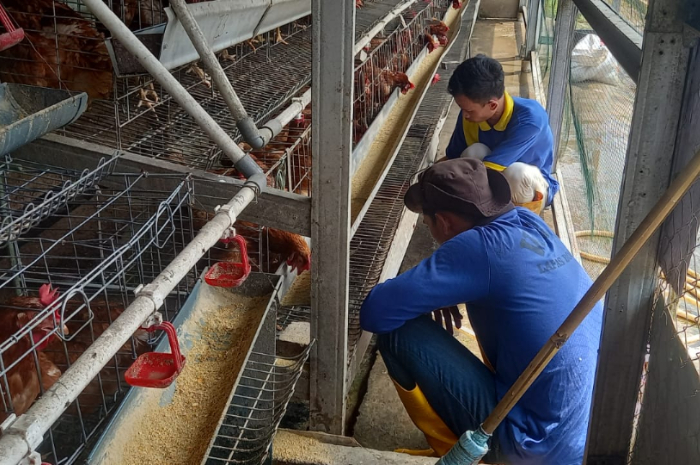 Warga binaan Lapas Kelas IIA Paledang Bogor saat memberi makan ayam petelur untuk mendukung ketahanan pangan.