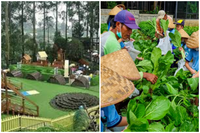 Aktivitas di Sentul Fresh Education Farm.