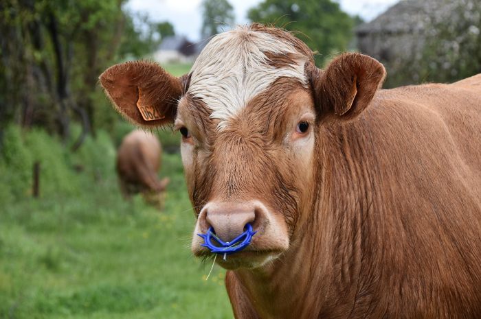 Sapi adalah salah satu hewan yang bisa dijadikan hewan kurban